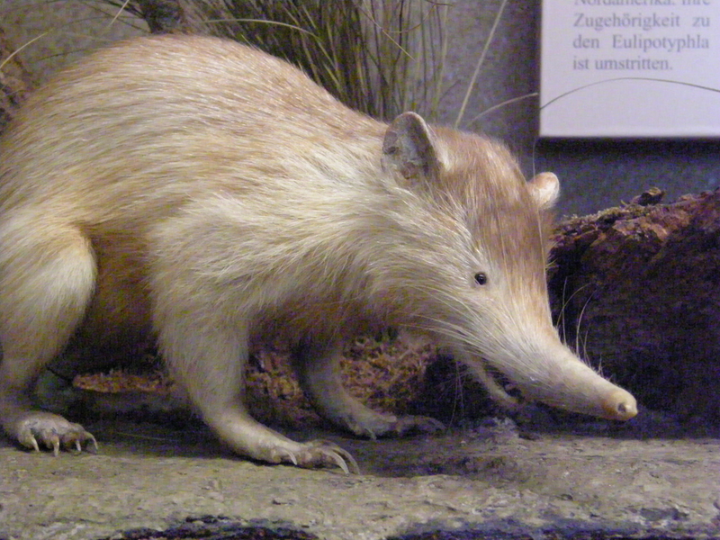 Look at that snoot. (Image: Wikimedia Commons)